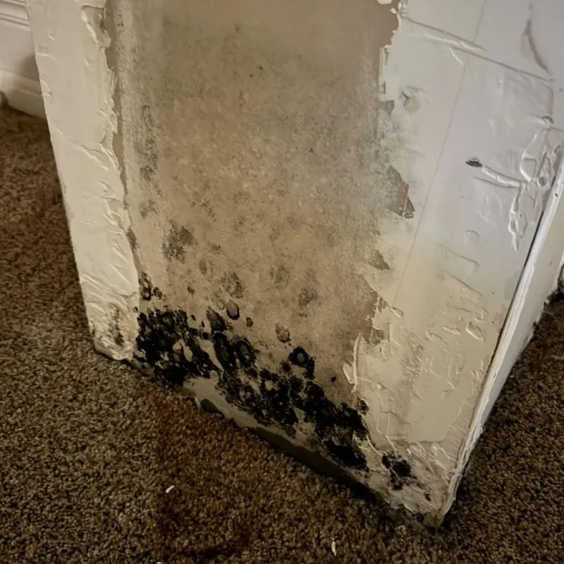 Professional Mold Removal in Linton, IN